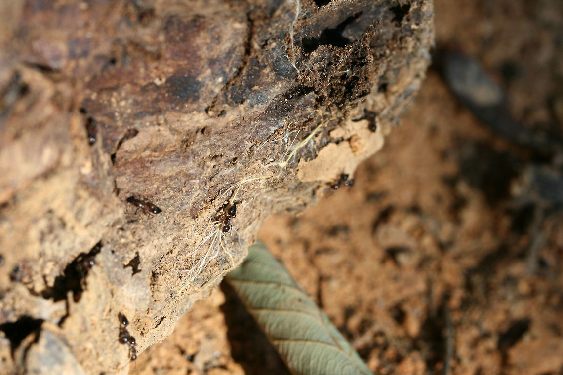 Acrobat Ants (Crematogaster lineolata?) in Rotting Wood ID Tentative.<br />
<br />
I'm terrible with the Formicidae family, so any insight on an ID would be most helpful!  Found in rotting wood in a dense mixed forest. <br />
<br />
For the habitat and distribution, it seems this is most likely Crematogaster lineolata?<br />
Seems right for the habitat/distribution? Please feel free to pitch in!<br />
<a href="http://www.antwiki.org/wiki/Crematogaster_lineolata" rel="nofollow">http://www.antwiki.org/wiki/Crematogaster_lineolata</a><br />
<a href="http://www.antwiki.org/wiki/Key_to_eastern_US_Crematogaster" rel="nofollow">http://www.antwiki.org/wiki/Key_to_eastern_US_Crematogaster</a><br />
Crematogaster cerasi is too far North. Crematogaster laeviuscula is too far West.<br />
 Crematogaster lineolata,Geotagged,Spring,United States,lineolata