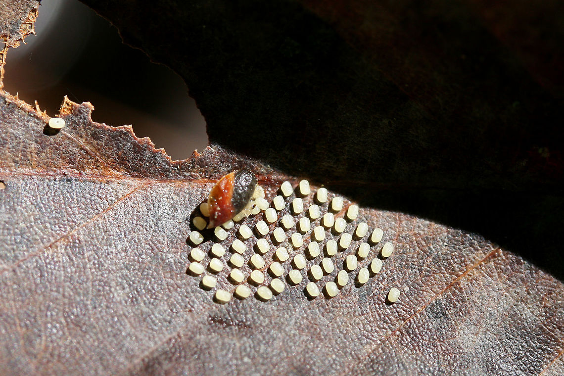 Grapeleaf Skeletonizer Moth (Harrisina americana) Eggs on Quercus sp.? Eggs on an oak leaf in a dense mixed forest. Geotagged,Grapeleaf skeletonizer,Harrisina americana,Spring,United States