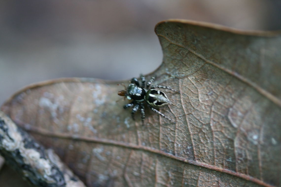 Twinflagged Jumping Spider (Anasaitis canosa) In a dense mixed forest. This tiny jumping spider actually caught a tick (right in front of my eyes) and was eating it! I was so mad that I didn&#039;t get any good shots before it hopped away! Anasaitis canosa,Geotagged,Spring,United States