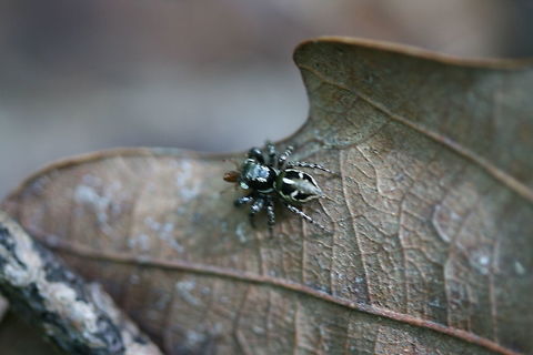Twinflagged Jumping Spider (Anasaitis canosa) In a dense mixed forest. This tiny jumping spider actually caught a tick (right in front of my eyes) and was eating it! I was so mad that I didn't get any good shots before it hopped away! Anasaitis canosa,Geotagged,Spring,United States