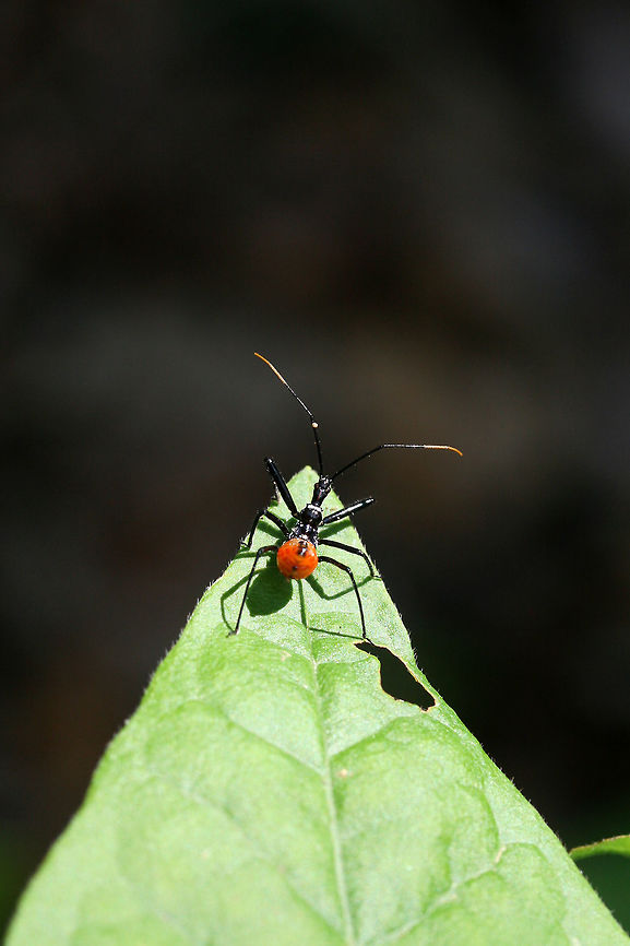 Wheel Bug Nymph (Arilus cristatus) Resting on a leaf at the edge of a dense mixed forest.<br />
<figure class="photo"><a href="https://www.jungledragon.com/image/71268/wheel_bug_nymph_arilus_cristatus.html" title="Wheel Bug Nymph (Arilus cristatus)"><img src="https://s3.amazonaws.com/media.jungledragon.com/images/3231/71268_thumb.JPG?AWSAccessKeyId=05GMT0V3GWVNE7GGM1R2&Expires=1759968010&Signature=Kb3%2B6kiFen%2FL3SKuTaqd4foMWRw%3D" width="102" height="152" alt="Wheel Bug Nymph (Arilus cristatus) Resting on a leaf at the edge of a dense mixed forest.<br />
https://www.jungledragon.com/image/71267/wheel_bug_nymph_arilus_cristatus.html Arilus cristatus,Geotagged,Spring,United States,Wheel bug" /></a></figure> Arilus cristatus,Geotagged,Spring,United States,Wheel bug
