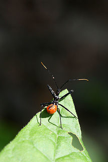 Wheel Bug Nymph (Arilus cristatus) Resting on a leaf at the edge of a dense mixed forest.
https://www.jungledragon.com/image/71267/wheel_bug_nymph_arilus_cristatus.html Arilus cristatus,Geotagged,Spring,United States,Wheel bug