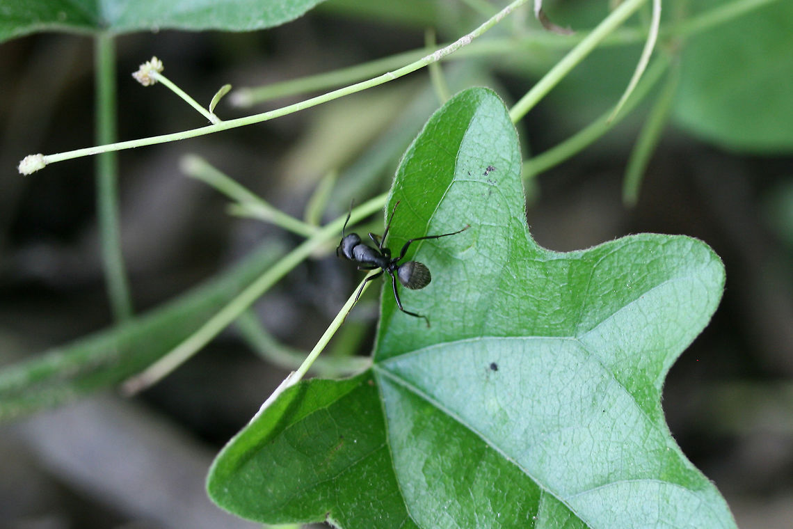 Eastern Black Carpenter Ant (Camponotus pennsylvanicus) Ants climbing on foliage around and on a Fraxinus pennsylvanica tree.<br />
 Black carpenter ant,Camponotus pennsylvanicus,Geotagged,Spring,United States