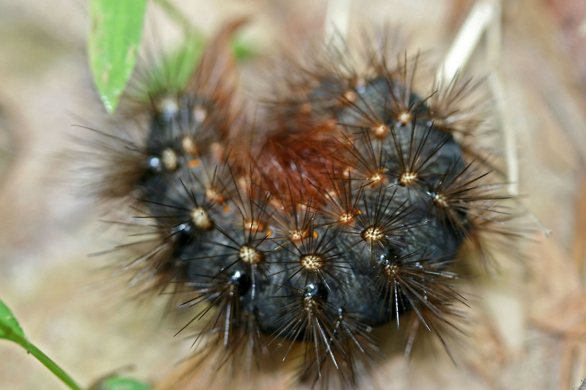 Arctiini - Tiger Moth Larva On a woodland trail. Geotagged,Spring,United States
