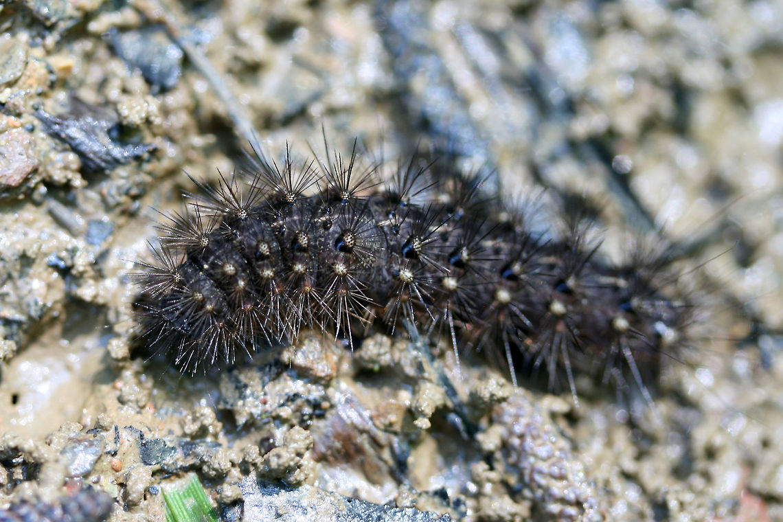 Arctiini - Tiger Moth Larva  On a woodland trail. Geotagged,Spring,United States