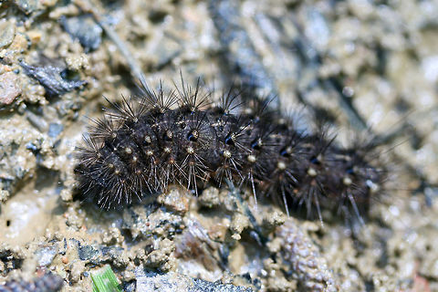 Arctiini - Tiger Moth Larva  On a woodland trail. Geotagged,Spring,United States