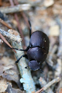 Tumblebug (Canthon sp.) Tumblebug on exposed soil (light leaf litter/twigs/pine needles) being attacked by ants.
https://www.jungledragon.com/image/71280/tumblebug_canthon_sp.html
https://www.jungledragon.com/image/71279/tumblebug_canthon_sp._under_ant_attack.html Geotagged,Spring,United States