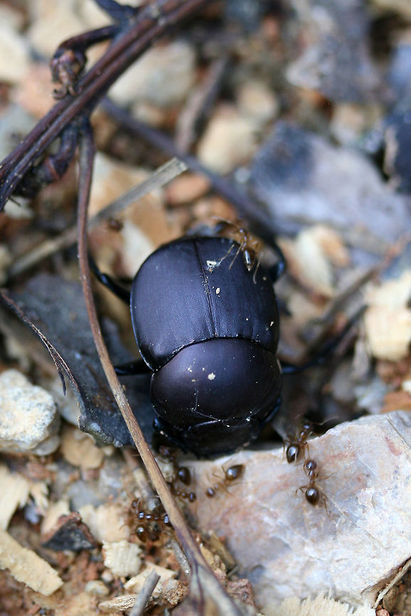 Tumblebug (Canthon sp.) Under Ant Attack Tumblebug on exposed soil (light leaf litter/twigs/pine needles) being attacked by ants.<br />
<figure class="photo"><a href="https://www.jungledragon.com/image/71280/tumblebug_canthon_sp.html" title="Tumblebug (Canthon sp.)"><img src="https://s3.amazonaws.com/media.jungledragon.com/images/3231/71280_thumb.JPG?AWSAccessKeyId=05GMT0V3GWVNE7GGM1R2&Expires=1761782410&Signature=royuSytqI75NCrueM6bdSCxZT6A%3D" width="200" height="134" alt="Tumblebug (Canthon sp.) Tumblebug on exposed soil (light leaf litter/twigs/pine needles) being attacked by ants.<br />
https://www.jungledragon.com/image/71278/tumblebug_canthon_sp.html<br />
https://www.jungledragon.com/image/71279/tumblebug_canthon_sp._under_ant_attack.html Geotagged,Spring,United States" /></a></figure><br />
<figure class="photo"><a href="https://www.jungledragon.com/image/71278/tumblebug_canthon_sp.html" title="Tumblebug (Canthon sp.)"><img src="https://s3.amazonaws.com/media.jungledragon.com/images/3231/71278_thumb.JPG?AWSAccessKeyId=05GMT0V3GWVNE7GGM1R2&Expires=1761782410&Signature=t0sFZR8Vbj30M4eHJ8F8MHYIRUg%3D" width="102" height="152" alt="Tumblebug (Canthon sp.) Tumblebug on exposed soil (light leaf litter/twigs/pine needles) being attacked by ants.<br />
https://www.jungledragon.com/image/71280/tumblebug_canthon_sp.html<br />
https://www.jungledragon.com/image/71279/tumblebug_canthon_sp._under_ant_attack.html Geotagged,Spring,United States" /></a></figure> Geotagged,Spring,United States