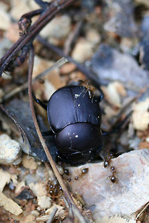 Tumblebug (Canthon sp.) Under Ant Attack Tumblebug on exposed soil (light leaf litter/twigs/pine needles) being attacked by ants.
https://www.jungledragon.com/image/71280/tumblebug_canthon_sp.html
https://www.jungledragon.com/image/71278/tumblebug_canthon_sp._under_ant_attack.html Geotagged,Spring,United States