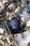 Tumblebug (Canthon sp.) Under Ant Attack Tumblebug on exposed soil (light leaf litter/twigs/pine needles) being attacked by ants.<br />
https://www.jungledragon.com/image/71280/tumblebug_canthon_sp.html<br />
https://www.jungledragon.com/image/71278/tumblebug_canthon_sp._under_ant_attack.html Geotagged,Spring,United States
