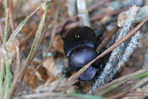 Tumblebug (Canthon sp.) Tumblebug on exposed soil (light leaf litter/twigs/pine needles) being attacked by ants.
https://www.jungledragon.com/image/71278/tumblebug_canthon_sp.html
https://www.jungledragon.com/image/71279/tumblebug_canthon_sp._under_ant_attack.html Geotagged,Spring,United States