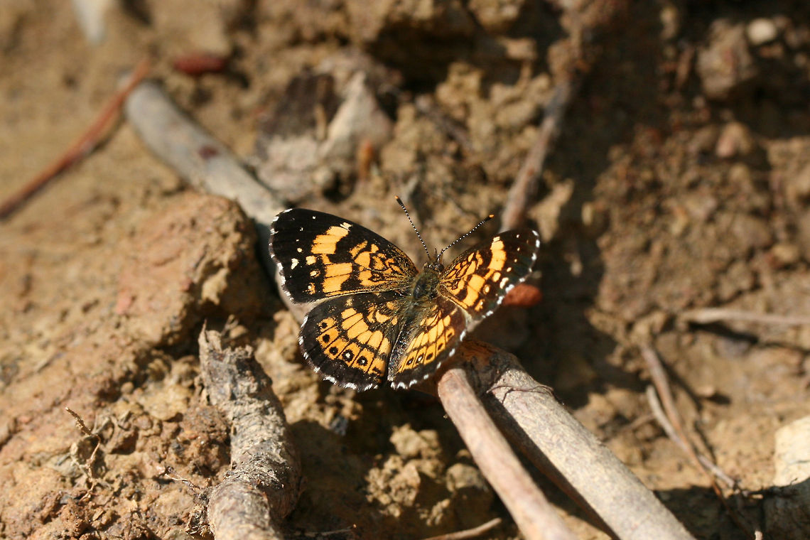 Silvery Checkerspot (Chlosyne nycteis) On a sunny dirt road in a clearing in a dense mixed hardwood/coniferous forest in NW Georgia (Gordon County), US.<br />
 Chlosyne nycteis,Geotagged,Silvery checkerspot,Spring,United States