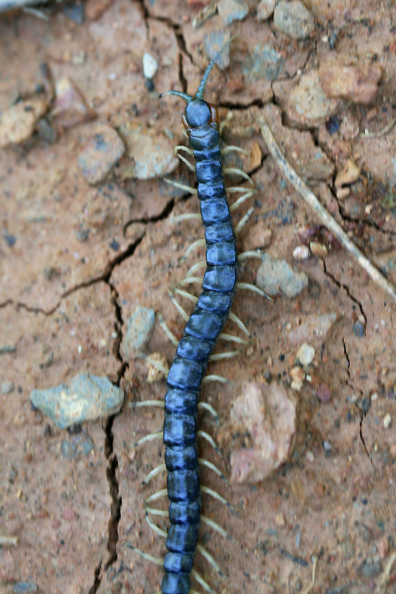 Eastern Bark Centipede (Hemiscolopendra marginata) Crawling on exposed soil at the edge of a dense mixed forest.<br />
<figure class="photo"><a href="https://www.jungledragon.com/image/71283/eastern_bark_centipede_hemiscolopendra_marginata.html" title="Eastern Bark Centipede (Hemiscolopendra marginata)"><img src="https://s3.amazonaws.com/media.jungledragon.com/images/3231/71283_thumb.JPG?AWSAccessKeyId=05GMT0V3GWVNE7GGM1R2&Expires=1767225610&Signature=H06yebIMYhbNCySO46p%2BYVKdyTw%3D" width="200" height="134" alt="Eastern Bark Centipede (Hemiscolopendra marginata) Crawling on exposed soil at the edge of a dense mixed forest.<br />
https://www.jungledragon.com/image/71282/eastern_bark_centipede_hemiscolopendra_marginata.html Eastern Bark Centipede,Geotagged,Hemiscolopendra marginata,Spring,United States" /></a></figure> Eastern Bark Centipede,Geotagged,Hemiscolopendra marginata,Spring,United States