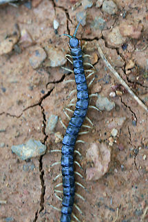 Eastern Bark Centipede (Hemiscolopendra marginata) Crawling on exposed soil at the edge of a dense mixed forest.
https://www.jungledragon.com/image/71283/eastern_bark_centipede_hemiscolopendra_marginata.html Eastern Bark Centipede,Geotagged,Hemiscolopendra marginata,Spring,United States