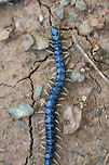 Eastern Bark Centipede (Hemiscolopendra marginata) Crawling on exposed soil at the edge of a dense mixed forest.<br />
https://www.jungledragon.com/image/71283/eastern_bark_centipede_hemiscolopendra_marginata.html Eastern Bark Centipede,Geotagged,Hemiscolopendra marginata,Spring,United States