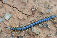 Eastern Bark Centipede (Hemiscolopendra marginata) Crawling on exposed soil at the edge of a dense mixed forest.<br />
https://www.jungledragon.com/image/71282/eastern_bark_centipede_hemiscolopendra_marginata.html Eastern Bark Centipede,Geotagged,Hemiscolopendra marginata,Spring,United States