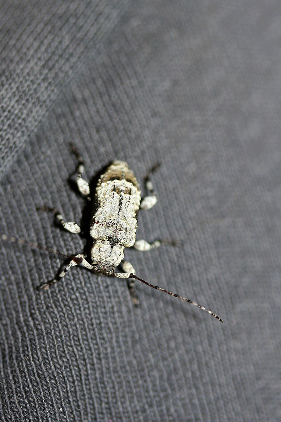 Leptostylus asperatus Hitchhiked in on my husband's clothes one day. Really hard to photograph as the white color is really reflective! I had to turn down the exposure on the photos!<br />
<figure class="photo"><a href="https://www.jungledragon.com/image/71285/leptostylus_asperatus.html" title="Leptostylus asperatus"><img src="https://s3.amazonaws.com/media.jungledragon.com/images/3231/71285_thumb.jpg?AWSAccessKeyId=05GMT0V3GWVNE7GGM1R2&Expires=1770854410&Signature=9CnwkmsffpXMtJ3OsoBw1pgpM7s%3D" width="102" height="152" alt="Leptostylus asperatus Hitchhiked in on my husband's clothes one day. Really hard to photograph as the white color is really reflective! I had to turn down the exposure on the photos!<br />
https://www.jungledragon.com/image/71284/leptostylus_asperatus.html Geotagged,Leptostylus asperatus,Spring,United States" /></a></figure> Geotagged,Leptostylus asperatus,Spring,United States