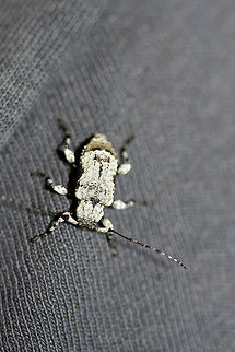 Leptostylus asperatus Hitchhiked in on my husband's clothes one day. Really hard to photograph as the white color is really reflective! I had to turn down the exposure on the photos!
https://www.jungledragon.com/image/71285/leptostylus_asperatus.html Geotagged,Leptostylus asperatus,Spring,United States