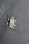 Leptostylus asperatus Hitchhiked in on my husband's clothes one day. Really hard to photograph as the white color is really reflective! I had to turn down the exposure on the photos!<br />
https://www.jungledragon.com/image/71285/leptostylus_asperatus.html Geotagged,Leptostylus asperatus,Spring,United States