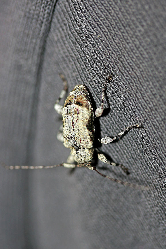 Leptostylus asperatus Hitchhiked in on my husband&#039;s clothes one day. Really hard to photograph as the white color is really reflective! I had to turn down the exposure on the photos!<br />
<figure class="photo"><a href="https://www.jungledragon.com/image/71284/leptostylus_asperatus.html" title="Leptostylus asperatus"><img src="https://s3.amazonaws.com/media.jungledragon.com/images/3231/71284_thumb.jpg?AWSAccessKeyId=05GMT0V3GWVNE7GGM1R2&Expires=1759968010&Signature=Exzuj6ycLSyRYN941Fu7VpGIfEw%3D" width="102" height="152" alt="Leptostylus asperatus Hitchhiked in on my husband&#039;s clothes one day. Really hard to photograph as the white color is really reflective! I had to turn down the exposure on the photos!<br />
https://www.jungledragon.com/image/71285/leptostylus_asperatus.html Geotagged,Leptostylus asperatus,Spring,United States" /></a></figure> Geotagged,Leptostylus asperatus,Spring,United States