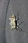 Leptostylus asperatus Hitchhiked in on my husband's clothes one day. Really hard to photograph as the white color is really reflective! I had to turn down the exposure on the photos!<br />
https://www.jungledragon.com/image/71284/leptostylus_asperatus.html Geotagged,Leptostylus asperatus,Spring,United States