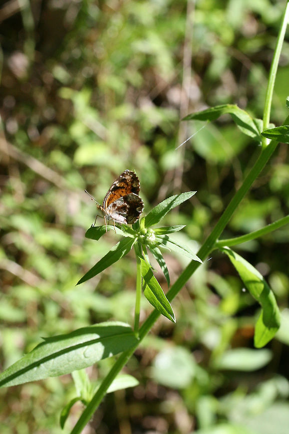 Pearl Crescent (Phyciodes tharos) Resting in a wildflower-rich edge of a mixed forest. Geotagged,Mimic Crescent,Pearl Crescent,Phyciodes incognitus,Phyciodes tharos,Spring,United States