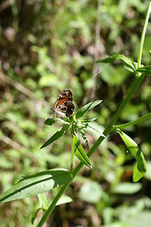 Pearl Crescent (Phyciodes tharos) Resting in a wildflower-rich edge of a mixed forest. Geotagged,Mimic Crescent,Pearl Crescent,Phyciodes incognitus,Phyciodes tharos,Spring,United States