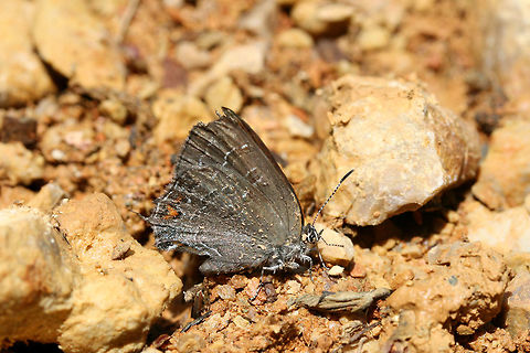 Banded Hairstreak (Satyrium calanus) Worn individual on a dirt road near a dense mixed forest. Banded hairstreak,Geotagged,Satyrium calanus,Spring,United States