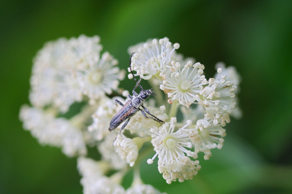 Strangalepta abbreviata On Climbing Hydrangea (Hydrangea barbara) flowers at the edge of a dense mixed hardwood/coniferous forest in NW Georgia (Gordon County), US. Geotagged,Spring,Strangalepta,United States,abbreviata