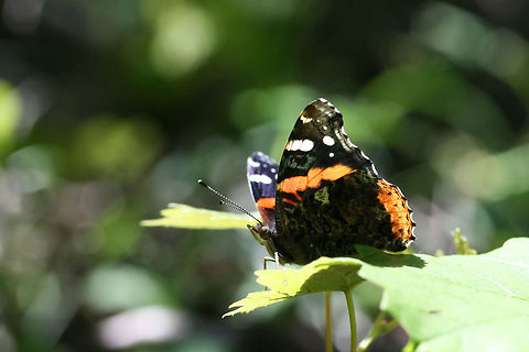 Red Admiral (Vanessa atalanta) Resting on muscadine vines and other foliage at the edge of a dense mixed hardwood/coniferous forest in NW Georgia (Gordon County), US.
https://www.jungledragon.com/image/71301/red_admiral_vanessa_atalanta.html Geotagged,Red Admiral,Spring,United States,Vanessa atalanta