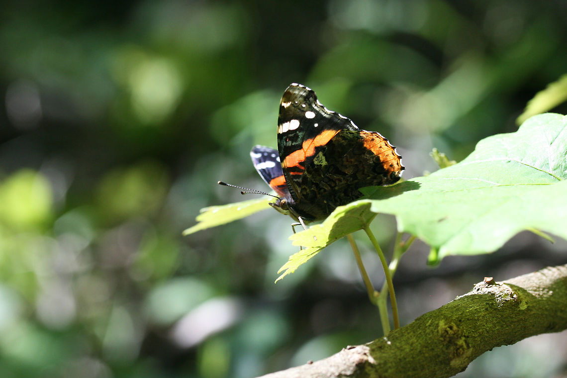 Red Admiral (Vanessa atalanta) Resting on muscadine vines and other foliage at the edge of a dense mixed hardwood/coniferous forest in NW Georgia (Gordon County), US.<br />
<figure class="photo"><a href="https://www.jungledragon.com/image/71300/red_admiral_vanessa_atalanta.html" title="Red Admiral (Vanessa atalanta)"><img src="https://s3.amazonaws.com/media.jungledragon.com/images/3231/71300_thumb.JPG?AWSAccessKeyId=05GMT0V3GWVNE7GGM1R2&Expires=1769040010&Signature=fOYTb%2FHA0ApVod%2BPJh7JYPvJ85s%3D" width="200" height="134" alt="Red Admiral (Vanessa atalanta) Resting on muscadine vines and other foliage at the edge of a dense mixed hardwood/coniferous forest in NW Georgia (Gordon County), US.<br />
https://www.jungledragon.com/image/71301/red_admiral_vanessa_atalanta.html Geotagged,Red Admiral,Spring,United States,Vanessa atalanta" /></a></figure> Geotagged,Red Admiral,Spring,United States,Vanessa atalanta