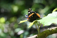 Red Admiral (Vanessa atalanta) Resting on muscadine vines and other foliage at the edge of a dense mixed hardwood/coniferous forest in NW Georgia (Gordon County), US.<br />
https://www.jungledragon.com/image/71300/red_admiral_vanessa_atalanta.html Geotagged,Red Admiral,Spring,United States,Vanessa atalanta