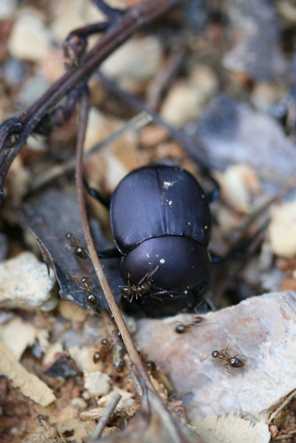 Small Honey Ant (Prenolepis imparis) attacking a Tumblebug (Canthon sp.) Ants attacking a tumblebug on an exposed hilltop (some twigs/leaf litter). False Honey Ant,Geotagged,Prenolepis imparis,Spring,United States