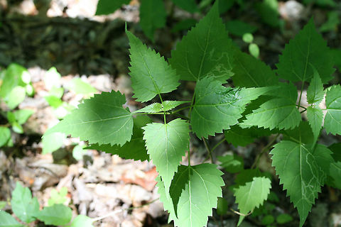 White Snakeroot (Ageratina altissima) Growing in a dense mixed forest. Ageratina altissima,Geotagged,Spring,United States,White snakeroot