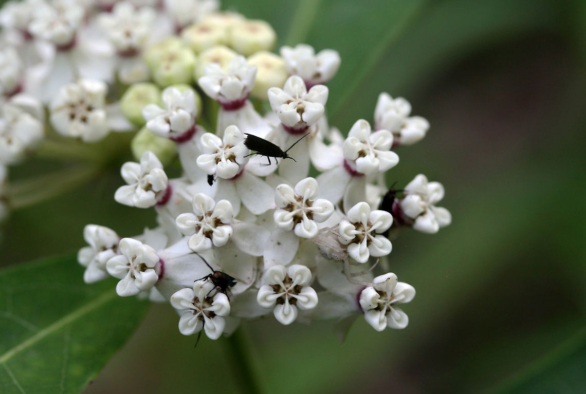 Redring Milkweed (Asclepias variegata) Growing at the edge of a dense mixed forest. Covered in moths and a crab spider (Mecaphesa sp.) ready to pounce! I was thinking the moths looked like Acoloithus sp. or some sort of Burnet moth, but the antennae do not match up... Asclepias variegata,Geotagged,Redring milkweed,Spring,United States