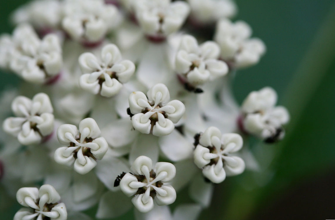 Redring Milkweed (Asclepias variegata) Growing at the edge of a dense mixed forest. Asclepias variegata,Geotagged,Redring milkweed,Spring,United States