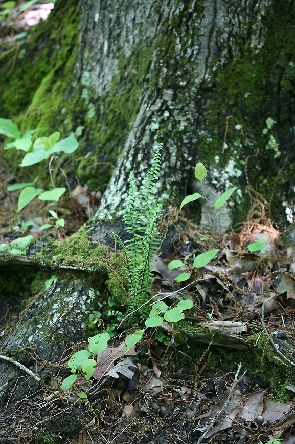 Ebony Spleenwort (Asplenium platyneuron) Growing under an oak tree in a dense mixed forest. Asplenium platyneuron,Ebony spleenwort,Geotagged,Spring,United States
