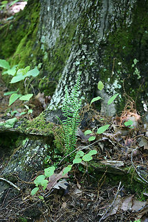 Ebony Spleenwort (Asplenium platyneuron) Growing under an oak tree in a dense mixed forest. Asplenium platyneuron,Ebony spleenwort,Geotagged,Spring,United States