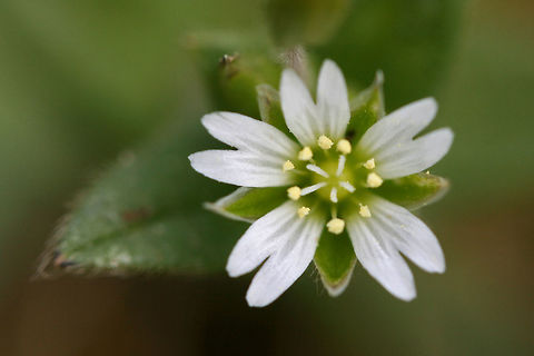 Big Chickweed (Cerastium fontanum vulgare) Growing in a meadowy section of an overgrown backyard habitat.
https://www.jungledragon.com/image/71370/big_chickweed_cerastium_fontanum_vulgare.html Big Chickweed,Cerastium fontanum vulgare,Geotagged,Spring,United States