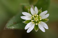 Big Chickweed (Cerastium fontanum vulgare) Growing in a meadowy section of an overgrown backyard habitat.<br />
https://www.jungledragon.com/image/71370/big_chickweed_cerastium_fontanum_vulgare.html Big Chickweed,Cerastium fontanum vulgare,Geotagged,Spring,United States