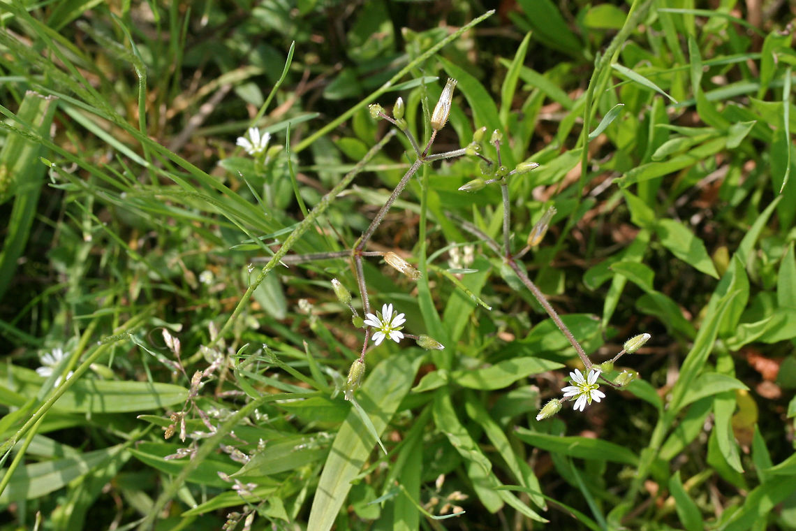 Big Chickweed (Cerastium fontanum vulgare) Growing in a meadowy section of an overgrown backyard habitat.<br />
<figure class="photo"><a href="https://www.jungledragon.com/image/71369/big_chickweed_cerastium_fontanum_vulgare.html" title="Big Chickweed (Cerastium fontanum vulgare)"><img src="https://s3.amazonaws.com/media.jungledragon.com/images/3231/71369_thumb.jpg?AWSAccessKeyId=05GMT0V3GWVNE7GGM1R2&Expires=1769040010&Signature=REvFEEwkNPeKPtOou4viidmqATA%3D" width="200" height="134" alt="Big Chickweed (Cerastium fontanum vulgare) Growing in a meadowy section of an overgrown backyard habitat.<br />
https://www.jungledragon.com/image/71370/big_chickweed_cerastium_fontanum_vulgare.html Big Chickweed,Cerastium fontanum vulgare,Geotagged,Spring,United States" /></a></figure> Big Chickweed,Cerastium fontanum vulgare,Geotagged,Spring,United States