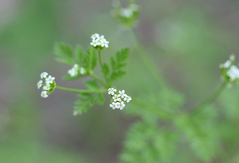 Southern Chervil (Chaerophyllum tainturieri) Growing at the edge of a dense mixed forest.
https://www.jungledragon.com/image/71374/southern_chervil_chaerophyllum_tainturieri.html Chaerophyllum tainturieri,Geotagged,Spring,United States