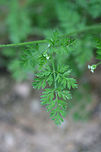 Southern Chervil (Chaerophyllum tainturieri) Growing at the edge of a dense mixed forest.<br />
https://www.jungledragon.com/image/71373/southern_chervil_chaerophyllum_tainturieri.html Chaerophyllum tainturieri,Geotagged,Spring,United States