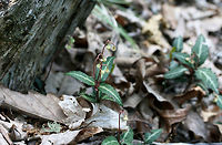 Striped Wintergreen (Chimaphila maculata) Growing in leaf litter in a dense mixed forest.<br />
https://www.jungledragon.com/image/71376/striped_wintergreen_chimaphila_maculata.html Chimaphila maculata,Geotagged,Spring,Striped Wintergreen,United States