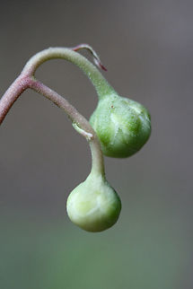 Striped Wintergreen (Chimaphila maculata) Growing in leaf litter in a dense mixed forest.
https://www.jungledragon.com/image/71375/striped_wintergreen_chimaphila_maculata.html Chimaphila maculata,Geotagged,Spring,Striped Wintergreen,United States