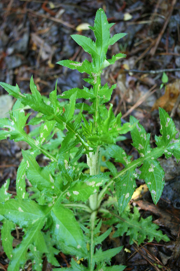 Swamp Thistle (Cirsium muticum) Growing at a dense mixed forest edge.<br />
<figure class="photo"><a href="https://www.jungledragon.com/image/71381/swamp_thistle_cirsium_muticum.html" title="Swamp Thistle (Cirsium muticum)"><img src="https://s3.amazonaws.com/media.jungledragon.com/images/3231/71381_thumb.JPG?AWSAccessKeyId=05GMT0V3GWVNE7GGM1R2&Expires=1759968010&Signature=bTeKTfqNBuVTeBA85KSCWT8x4Eo%3D" width="200" height="134" alt="Swamp Thistle (Cirsium muticum) Growing at a dense mixed forest edge.<br />
https://www.jungledragon.com/image/71380/swamp_thistle_cirsium_muticum.html Cirsium muticum,Geotagged,Spring,United States,muticum" /></a></figure> Cirsium muticum,Geotagged,Spring,United States,muticum