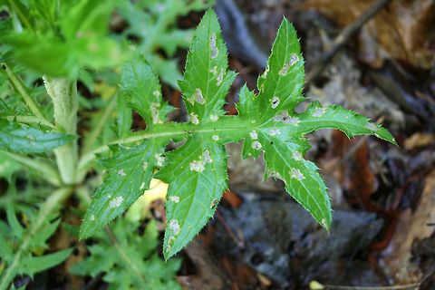 Swamp Thistle (Cirsium muticum) Growing at a dense mixed forest edge.
https://www.jungledragon.com/image/71380/swamp_thistle_cirsium_muticum.html Cirsium muticum,Geotagged,Spring,United States,muticum