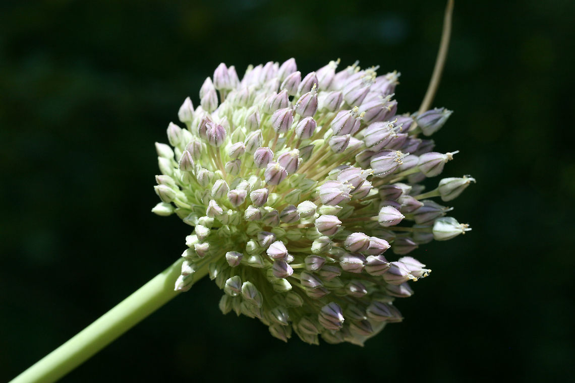 Elephant Garlic (Allium ampeloprasum ampeloprasum) INTRODUCED. Growing on a hillside between a dense mixed forest and a residential area.  Plants are rather large, around 6 feet tall.<br />
<figure class="photo"><a href="https://www.jungledragon.com/image/71386/elephant_garlic_allium_ampeloprasum_ampeloprasum.html" title="Elephant Garlic (Allium ampeloprasum ampeloprasum)"><img src="https://s3.amazonaws.com/media.jungledragon.com/images/3231/71386_thumb.jpg?AWSAccessKeyId=05GMT0V3GWVNE7GGM1R2&Expires=1770854410&Signature=JTIDy1mlem4mDJZLhaeAMENf8l8%3D" width="200" height="134" alt="Elephant Garlic (Allium ampeloprasum ampeloprasum) INTRODUCED. Growing on a hillside between a dense mixed forest and a residential area. Plants are rather large, around 6 feet tall.<br />
https://www.jungledragon.com/image/71385/elephant_garlic_allium_ampeloprasum_ampeloprasum.html Allium ampeloprasum ampeloprasum,Elephant Garlic,Geotagged,Spring,United States" /></a></figure> Allium ampeloprasum ampeloprasum,Elephant Garlic,Geotagged,Spring,United States