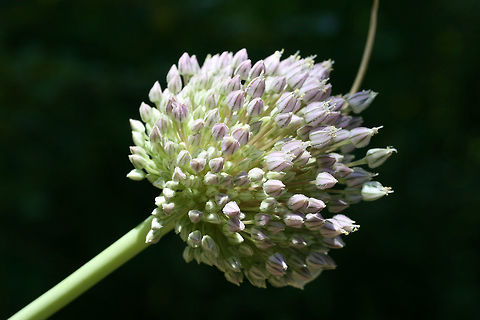 Elephant Garlic (Allium ampeloprasum ampeloprasum) INTRODUCED. Growing on a hillside between a dense mixed forest and a residential area.  Plants are rather large, around 6 feet tall.
https://www.jungledragon.com/image/71386/elephant_garlic_allium_ampeloprasum_ampeloprasum.html Allium ampeloprasum ampeloprasum,Elephant Garlic,Geotagged,Spring,United States