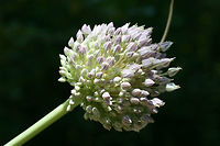 Elephant Garlic (Allium ampeloprasum ampeloprasum) INTRODUCED. Growing on a hillside between a dense mixed forest and a residential area.  Plants are rather large, around 6 feet tall.<br />
https://www.jungledragon.com/image/71386/elephant_garlic_allium_ampeloprasum_ampeloprasum.html Allium ampeloprasum ampeloprasum,Elephant Garlic,Geotagged,Spring,United States